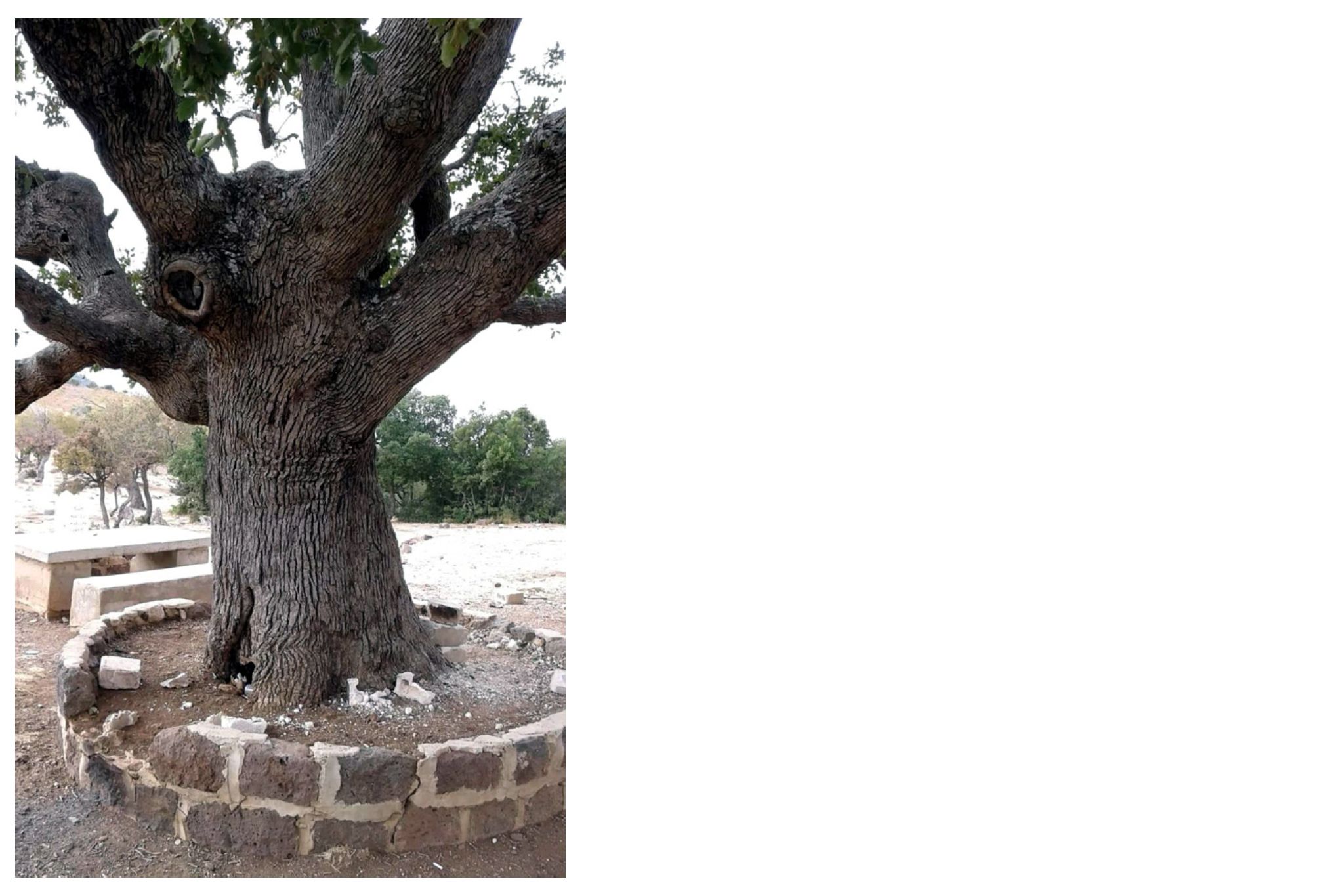 التعليق على الصورة "هجوم أولي على مناطق سيطرة عصابات الأسد في ريف إدلب الجنوبي بقذائف المدفعية الثقيلة قبل اقتحامها". صورة من تمرين تدريبي أجرته الجبهة الوطنية للتحرير ، تظهر نيران المدفعية الناجمة عن قصف قرب أشجار الزيتون في الأراضي الزراعية. 29 يوليو 2020 - المصدر: الجبهة الوطنية للتحرير /alwataniaTahrer / twitter.